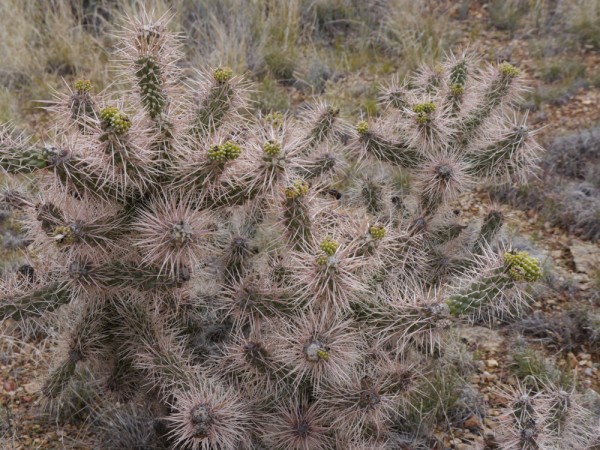 Cylindropuntia spec. &#039;Red Cloud /Coconino Co AZ1850m&#039;