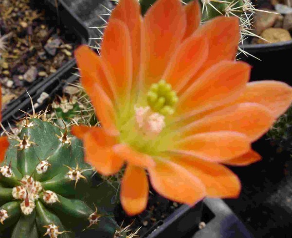 Echinocereus triglochidiatus f.inermis „orange Blüten&quot;