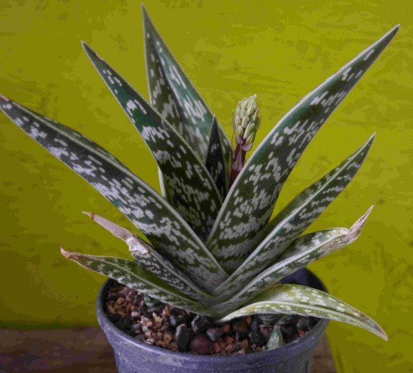 Aloe variegata /Tiger-Aloe