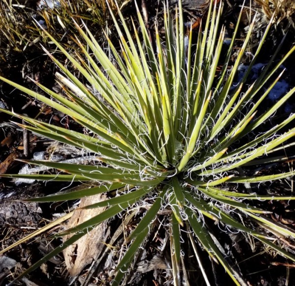 Yucca harrimaniae &quot;La Sal Mts 2450m&quot;