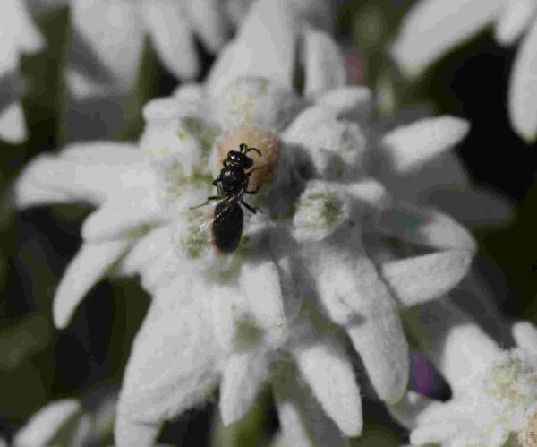 Leontopodium alpinum /Edelweiss