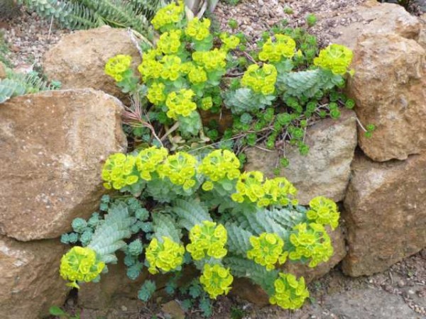 Euphorbia myrsinthes (Walzenwolfsmilch)