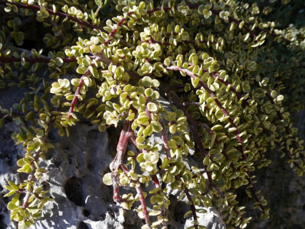 crassula afra variegata