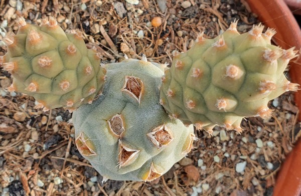 Tephrocactus articulatus var. strobiliformis