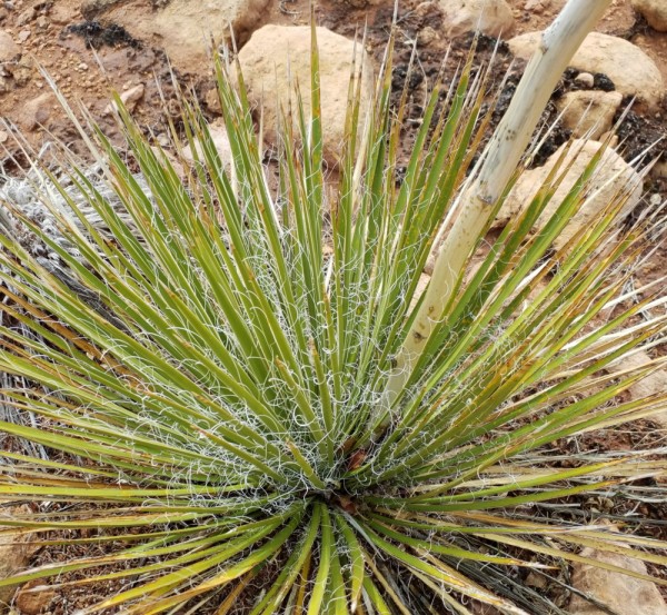 Yucca angustissima subsp. toftiae &quot;San Juan Co Utah 1450m