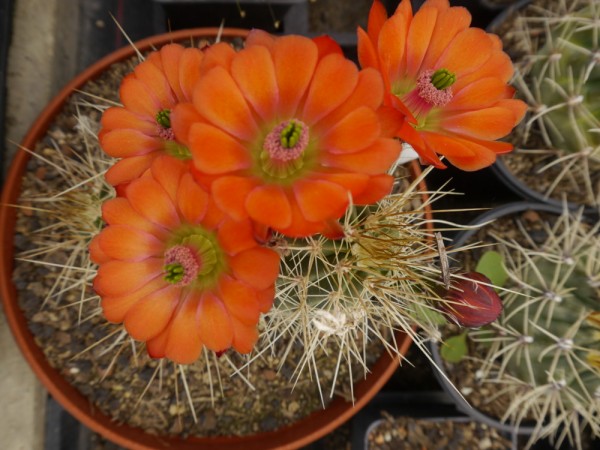 Echinocereus engelmannii x mombergerianus ( orange-rote große Blüte)&#039;