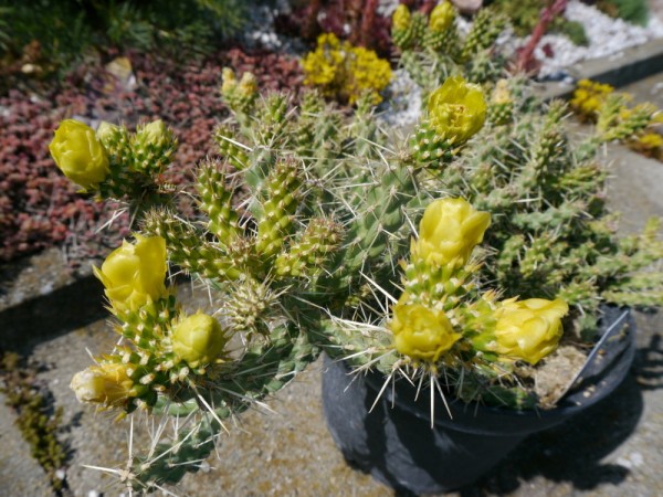Cylindropuntia whipplei &quot;Archuleta Co Col 1951&quot;