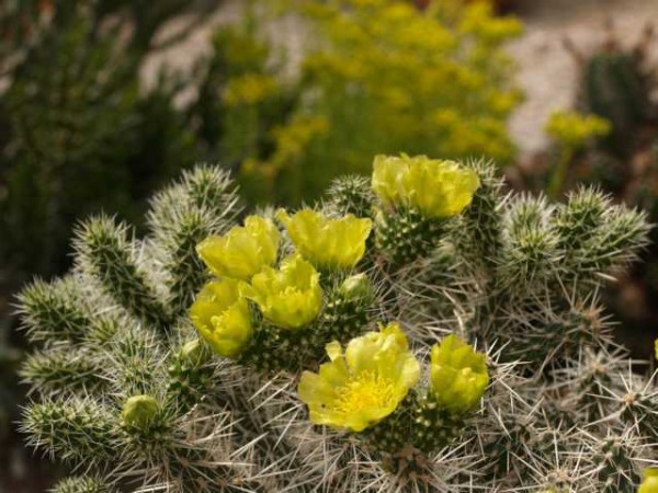 Cylindropuntia whipplei &quot;w.Fredonia&quot; /1407