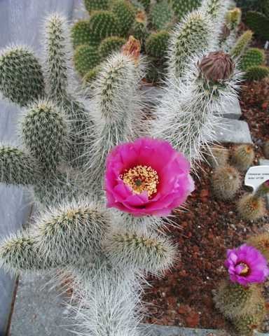 Opuntia erinacea &quot;ursina&quot; (Grizzly-Bär Kaktus lila Blüte) /2004