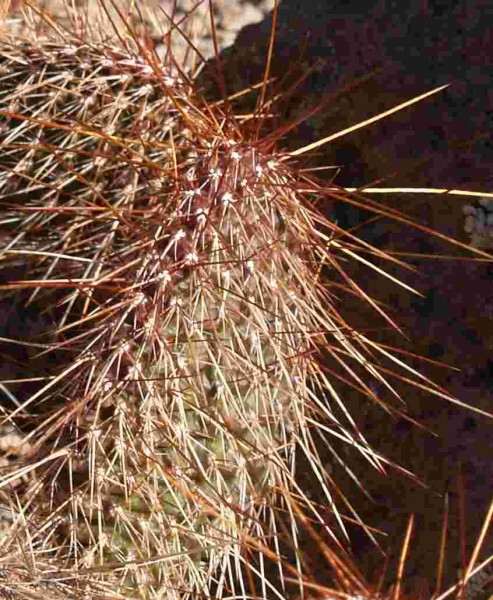Opuntia polyacantha „1900m Bandelier National Monument Santa Fe braune Dornen&quot;