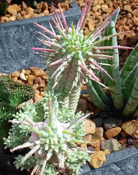 Euphorbia mammilaris &#039;Variegata&#039;