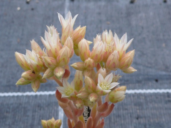 Rosularia chrysantha