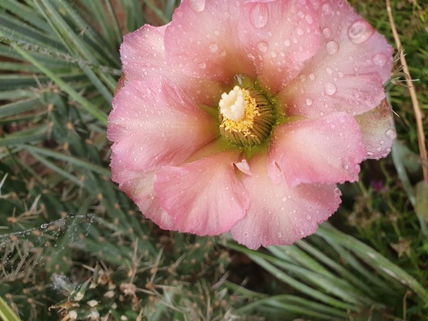 Cylindropuntia viridiflora &#039;Rosita rosa Blüte&#039;