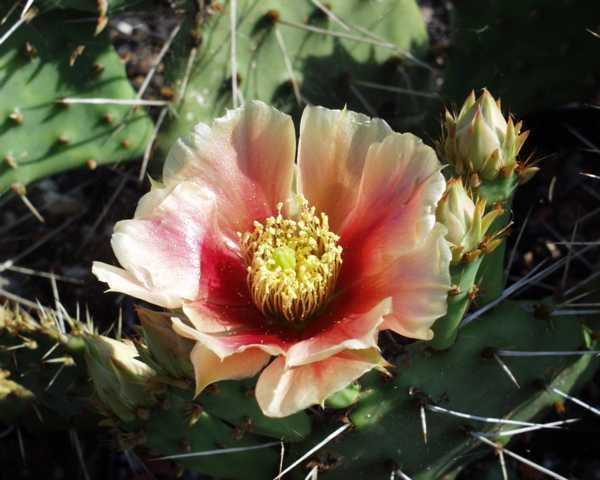Opuntia pottsii &quot;DJF1447 Albuquerque Neu Mexico&quot; /4880