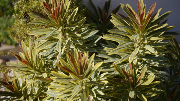 Euphorbia "Ascot Rainbow"