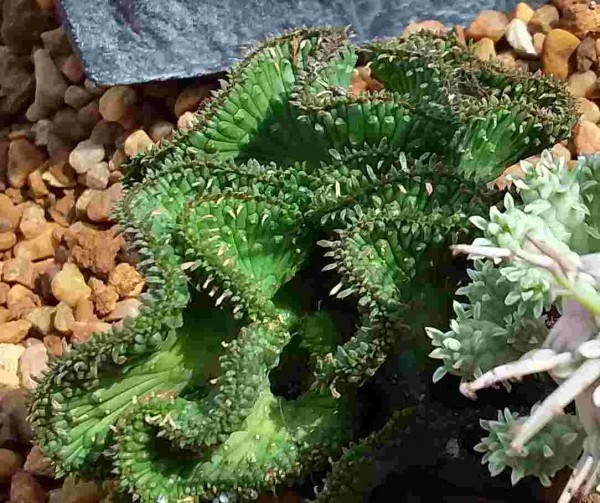 Euphorbia pugniformis f. Cristata
