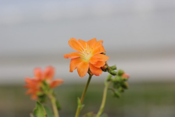 Lewisia cotyledon Hybriden &quot;Orange Blütentöne&quot;