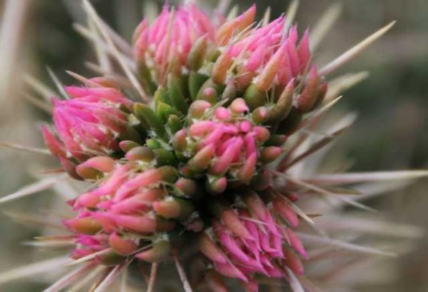 Cylindropuntia imbricata &quot;Pinky&quot; /1017