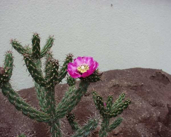 Cylindropuntia imbricata &quot;Stürzer&quot; /1007