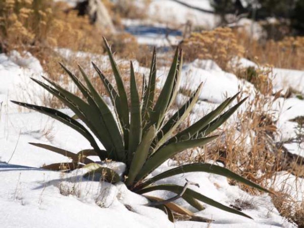 Yucca baccata &quot;San Juan Co UT 2012m&quot;