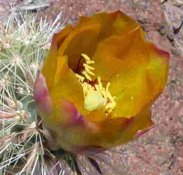 Cylindropuntia imbricata &quot;Baca Co Colorado gelbe Blüten&quot;