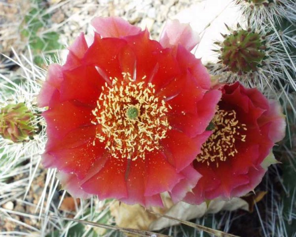 Opuntia polyacantha var.hystricina-Hybr. &quot;Hannover&quot;