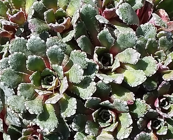 Saxifraga paniculata &#039;Whitehill&#039;