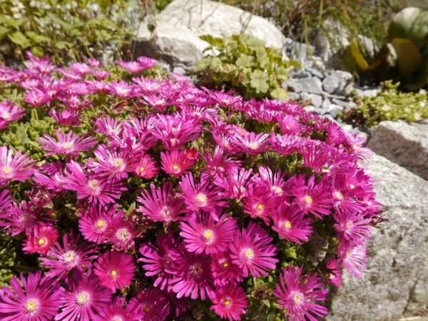 Delosperma &#039;Leuchtend lila-Pink, große Blüten&#039;