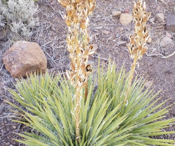 Yucca angustissima subsp.avia &#039; Loa Pass Utah 2300m&#039;