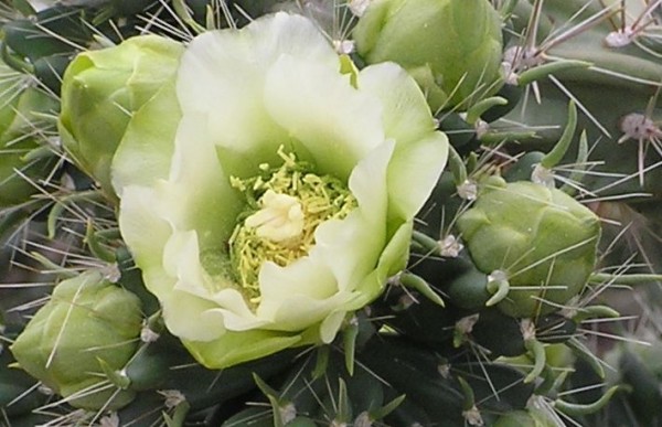 Cylindropuntia imbricata &quot;white Tower&quot;