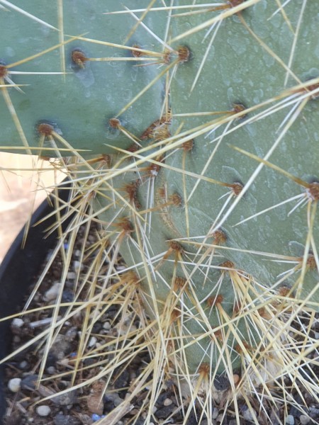 Opuntia engelmannii x chlorotica &#039;White Spar Road bei Prescott Arizona 1700m: