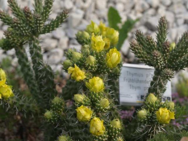 Cylindropuntia whipplei &quot;Würzburg&quot;